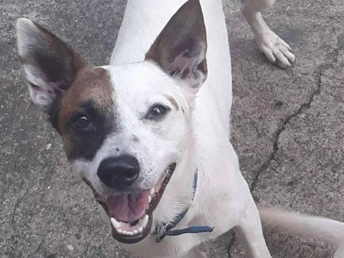 Cachorro raça SRD idade  nome Luci e Fred