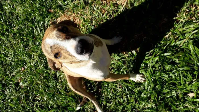 Cachorro ra a SRD idade 3 anos nome Azaleia