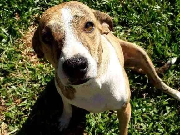 Cachorro ra a SRD idade 3 anos nome Azaleia
