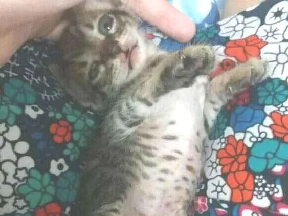 Gato ra a  idade Abaixo de 2 meses nome Britney Spears 