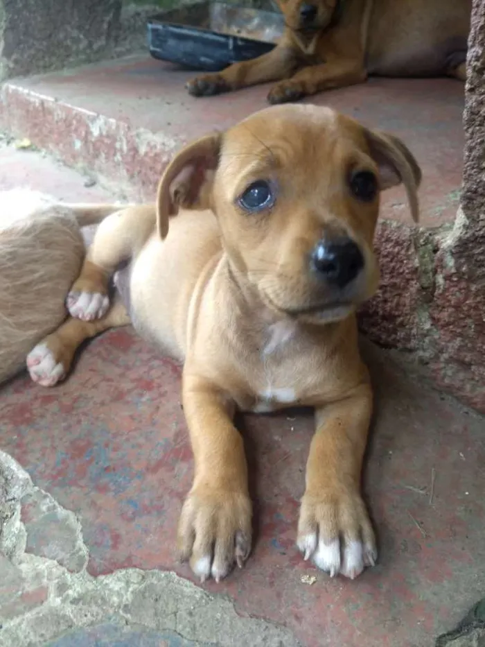 Cachorro ra a Sem raça definida idade 2 a 6 meses nome Sem nome