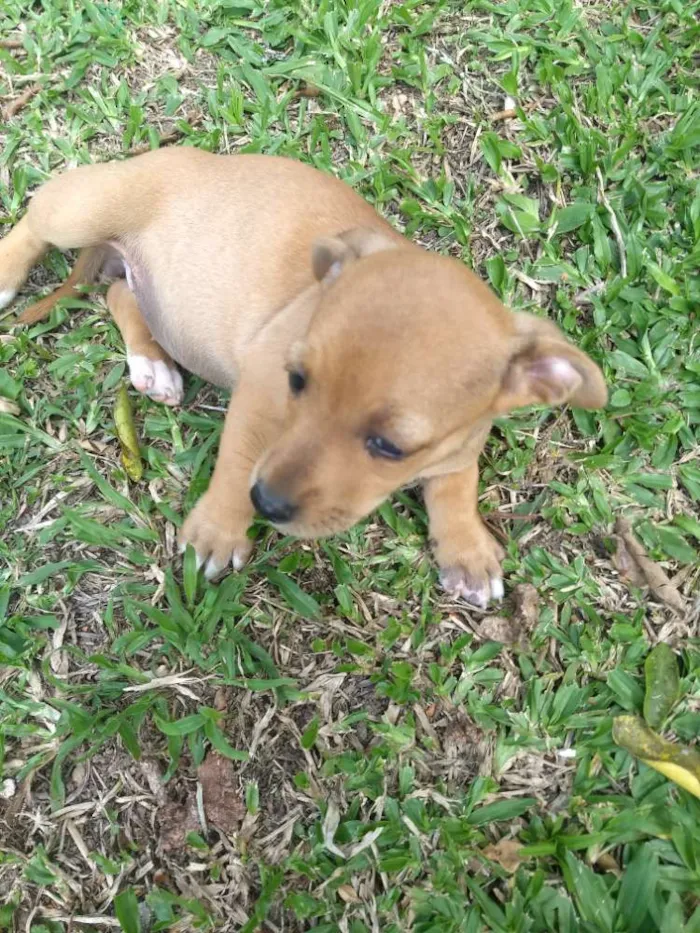 Cachorro ra a Sem raça definida idade 2 a 6 meses nome Sem nome