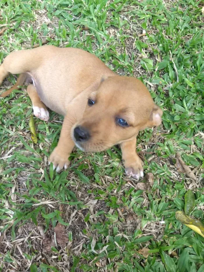 Cachorro ra a Sem raça definida idade 2 a 6 meses nome Sem nome