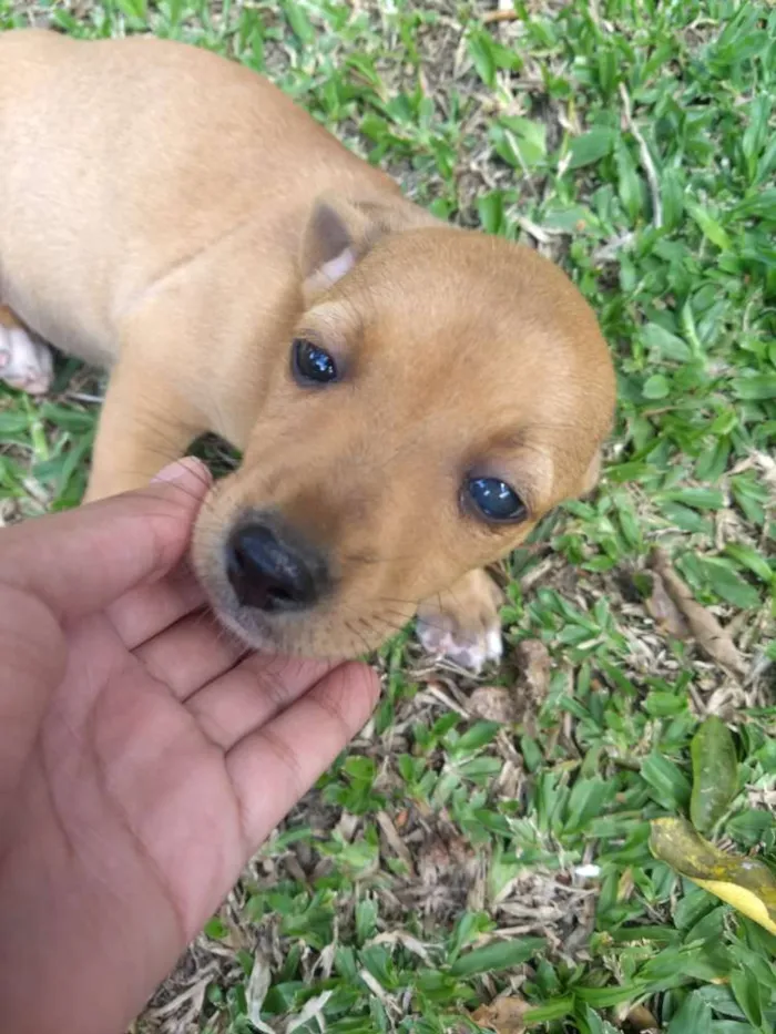 Cachorro ra a Sem raça definida idade 2 a 6 meses nome Sem nome
