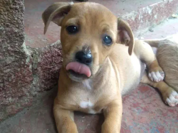 Cachorro ra a Sem raça definida idade 2 a 6 meses nome Sem nome