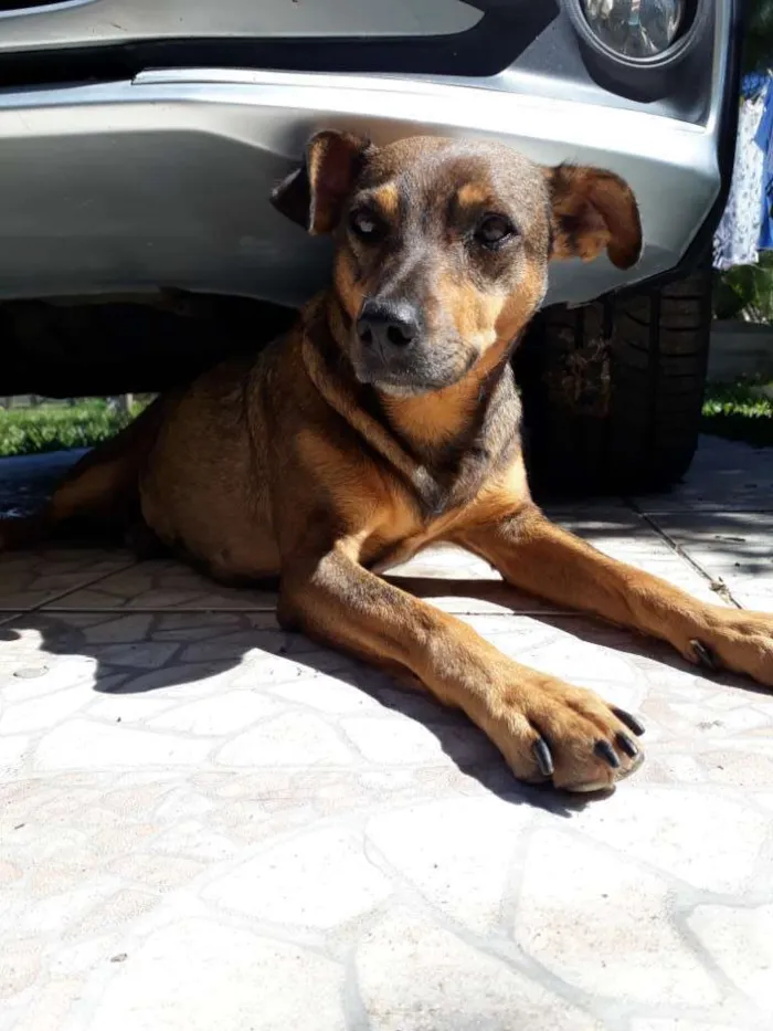 Cachorro ra a SRD idade 2 anos nome Xispita