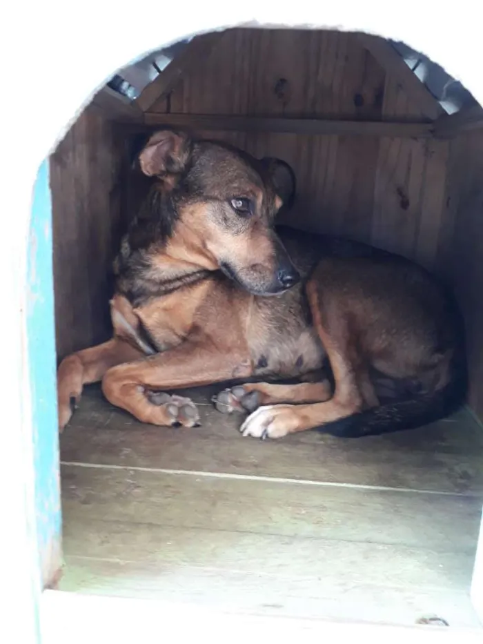Cachorro ra a SRD idade 2 anos nome Xispita
