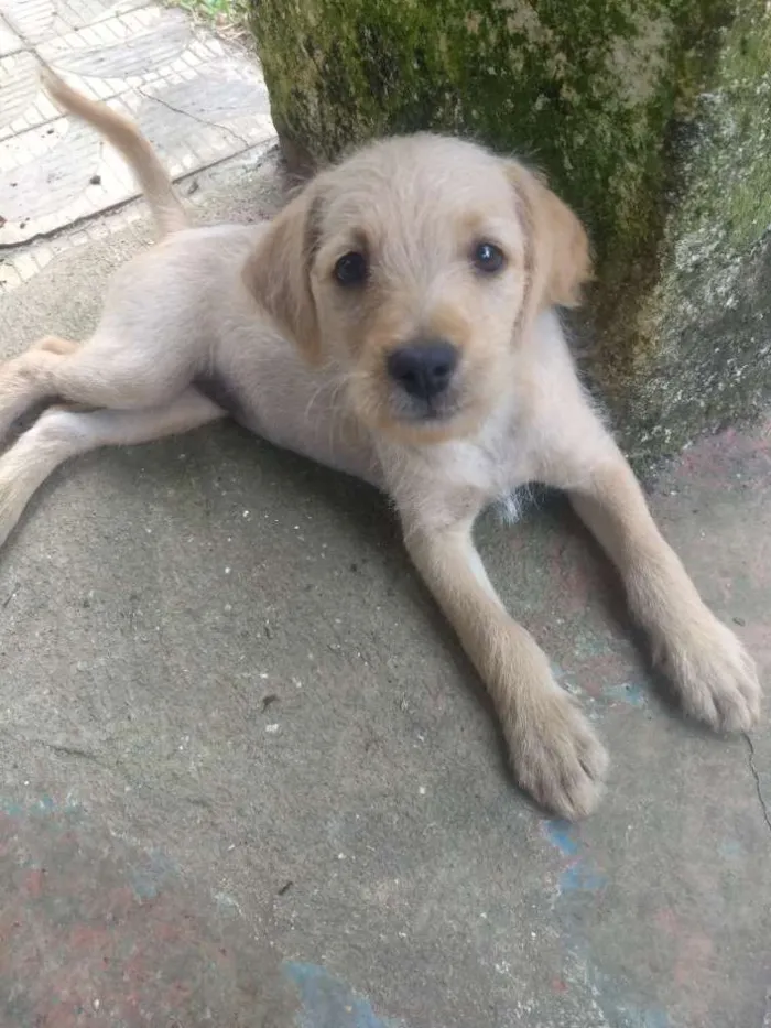 Cachorro ra a Sem raça definida idade 2 a 6 meses nome Sem nome