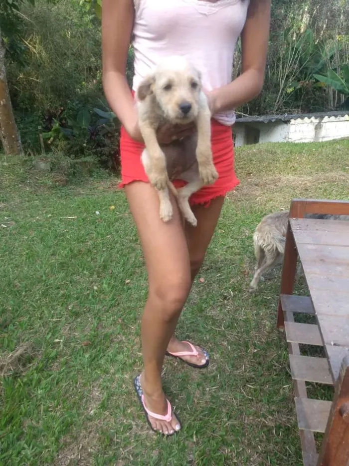 Cachorro ra a Sem raça definida idade 2 a 6 meses nome Sem nome
