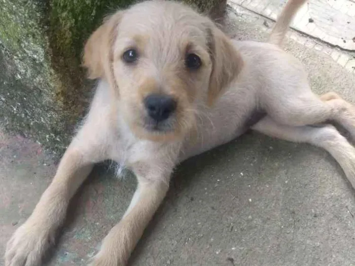 Cachorro ra a Sem raça definida idade 2 a 6 meses nome Sem nome