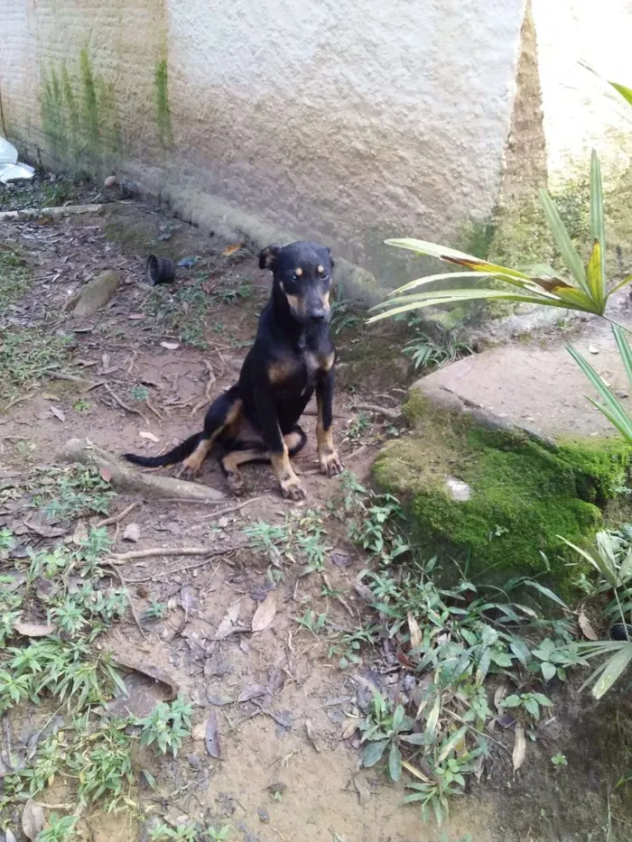 Cachorro ra a Vira lata idade 7 a 11 meses nome Jonhy