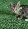 Tom