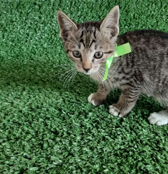Gato ra a SRD idade Abaixo de 2 meses nome Tom