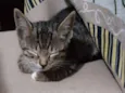 Tom
