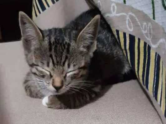 Gato ra a SRD idade Abaixo de 2 meses nome Tom