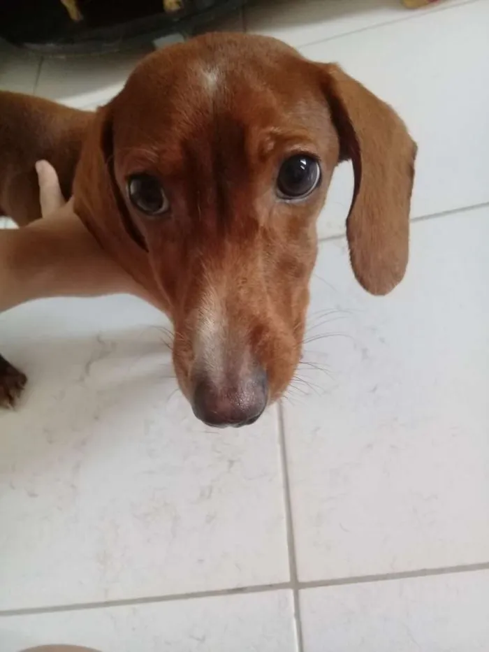 Cachorro raça Salsicha  idade 7 a 11 meses nome Dog