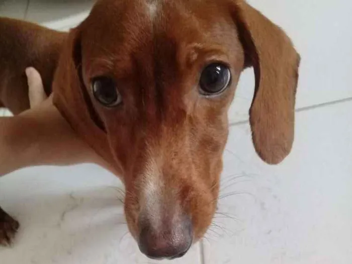 Cachorro raça Salsicha  idade 7 a 11 meses nome Dog