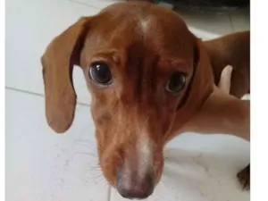 Cachorro raça Salsicha  idade 7 a 11 meses nome Dog