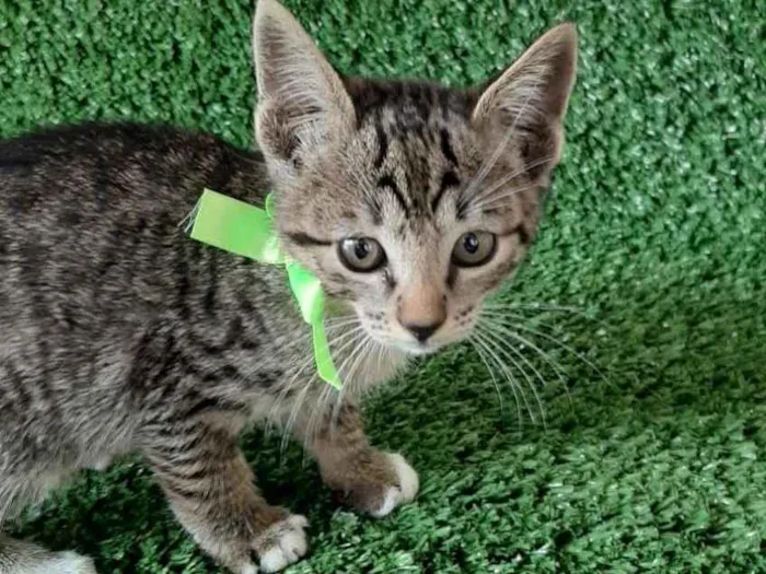 Gato ra a SRD idade Abaixo de 2 meses nome Tom