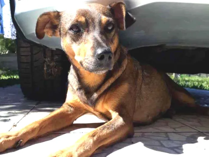 Cachorro ra a SRD idade 2 anos nome Xispita