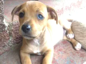Cachorro raça Sem raça definida idade 2 a 6 meses nome Sem nome