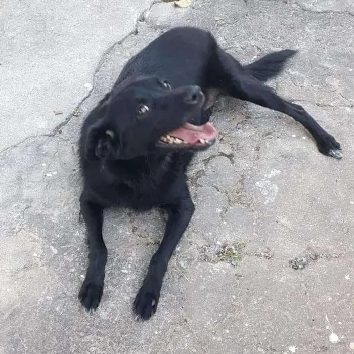 Cachorro ra a Srd idade 2 anos nome Chiquinha
