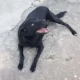 Chiquinha