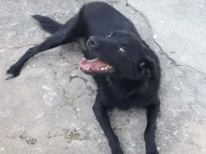 Cachorro raça Srd idade 2 anos nome Chiquinha