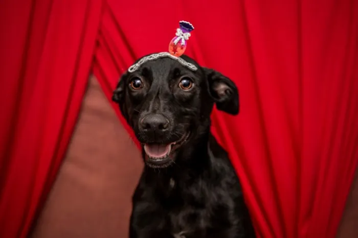 Cachorro ra a Srd vira-lata lindo  idade 7 a 11 meses nome Bobby lindo bebê 