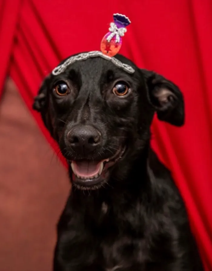 Cachorro ra a Srd vira-lata lindo  idade 7 a 11 meses nome Bobby lindo bebê 
