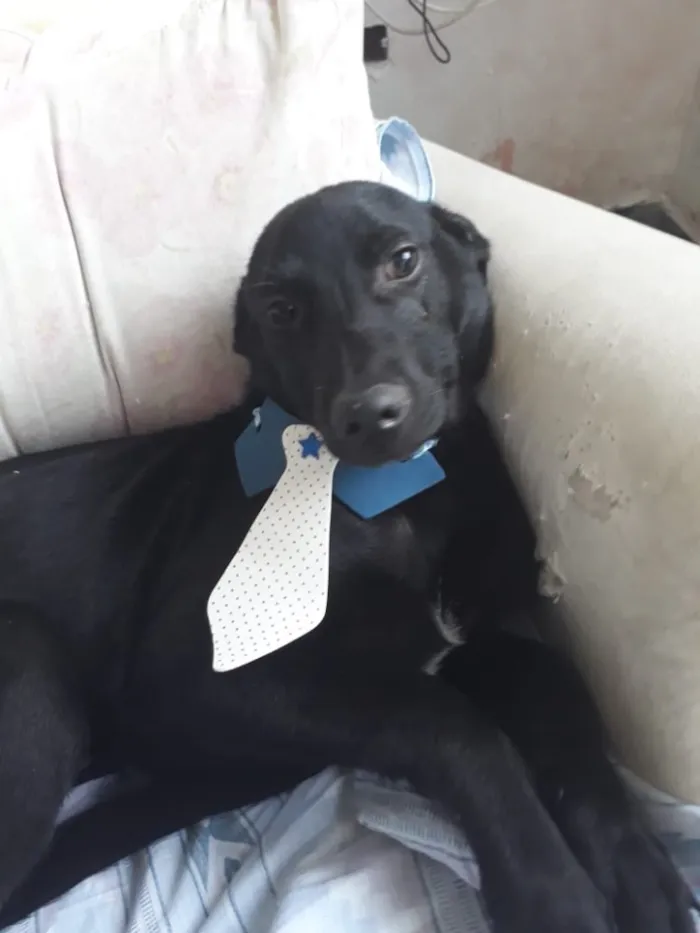 Cachorro ra a Srd vira-lata lindo  idade 7 a 11 meses nome Bobby lindo bebê 