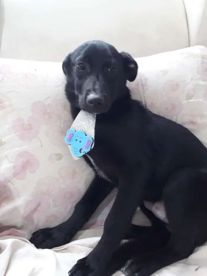 Cachorro ra a Srd vira-lata lindo  idade 7 a 11 meses nome Bobby lindo bebê 