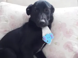 Cachorro raça Srd vira-lata lindo  idade 7 a 11 meses nome Bobby lindo bebê 