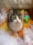 AMY