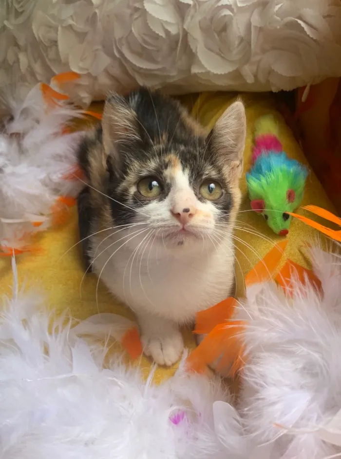 Gato ra a SRD idade 2 a 6 meses nome AMY