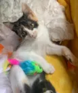 AMY