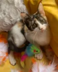 AMY
