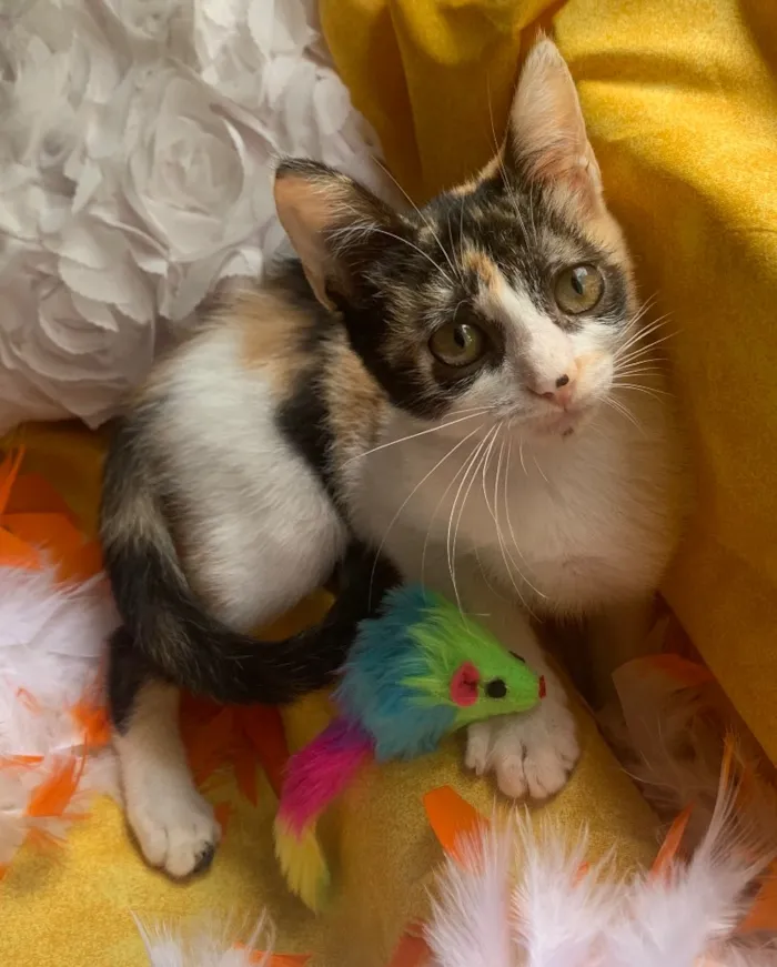 Gato ra a SRD idade 2 a 6 meses nome AMY