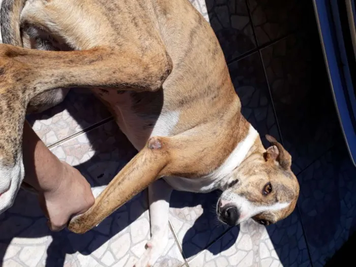 Cachorro ra a SRD idade 3 anos nome Azaleia