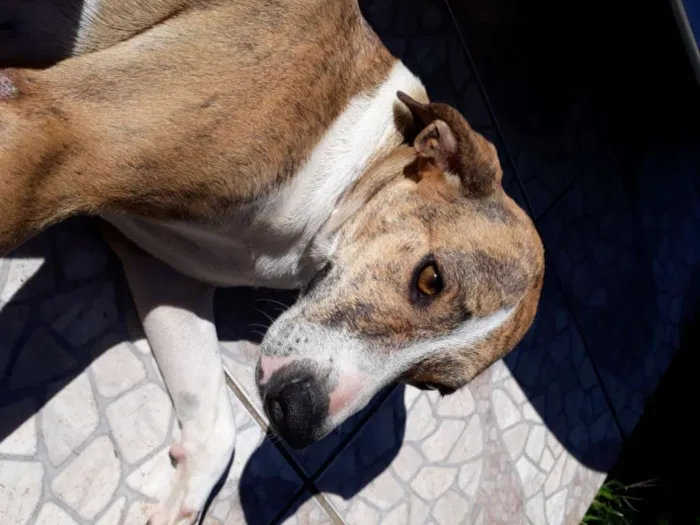 Cachorro ra a SRD idade 3 anos nome Azaleia
