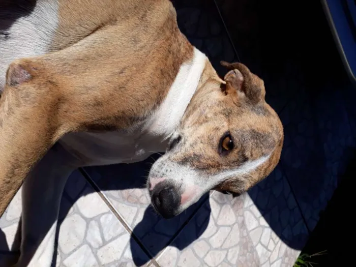 Cachorro ra a SRD idade 3 anos nome Azaleia