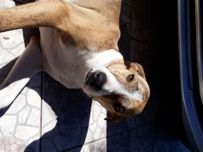 Cachorro ra a SRD idade 3 anos nome Azaleia
