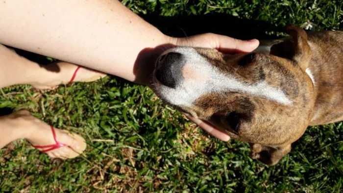 Cachorro ra a SRD idade 3 anos nome Azaleia