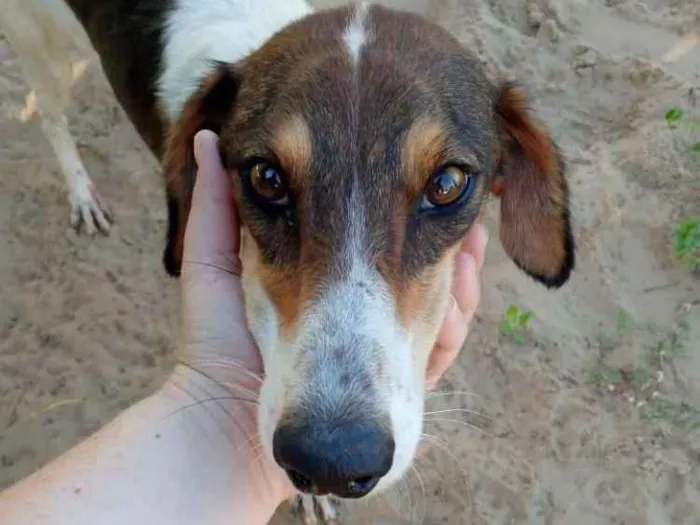 Cachorro ra a SRD idade 3 anos nome Lady