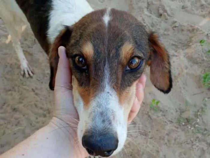 Cachorro ra a SRD idade 3 anos nome Lady