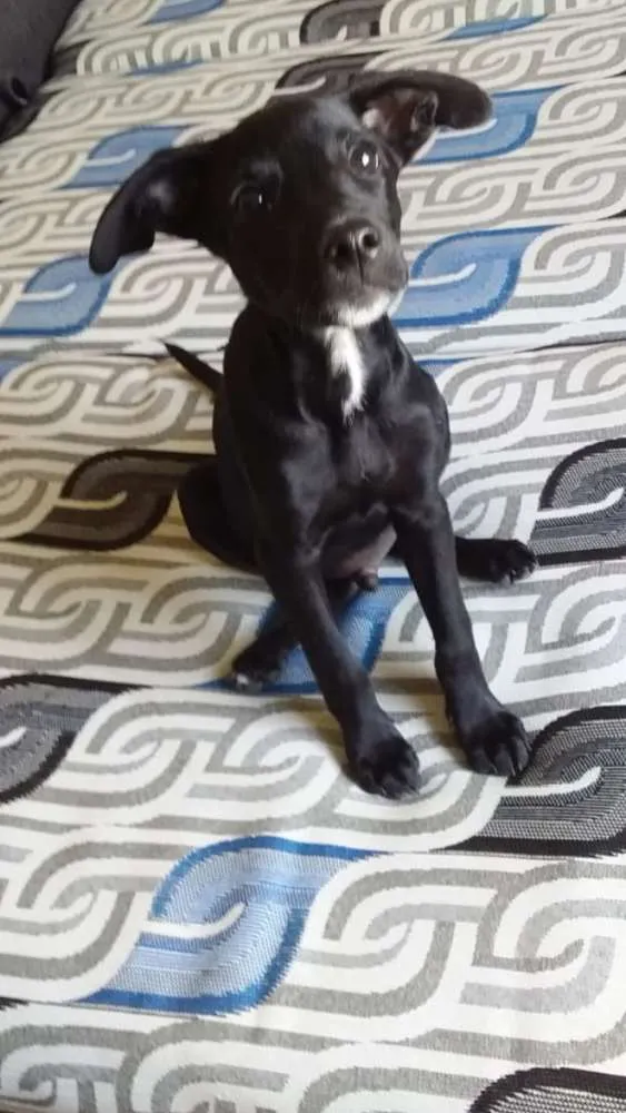 Cachorro ra a SRD idade 2 a 6 meses nome Santiago