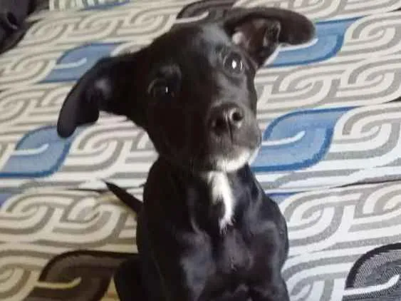 Cachorro ra a SRD idade 2 a 6 meses nome Santiago