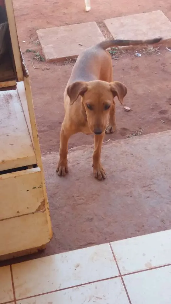 Cachorro ra a Vira-lata idade 2 a 6 meses nome Mel 