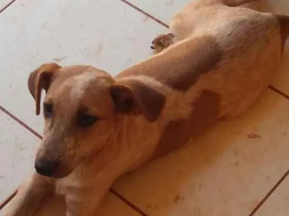 Cachorro ra a Vira-lata idade 2 a 6 meses nome Marley