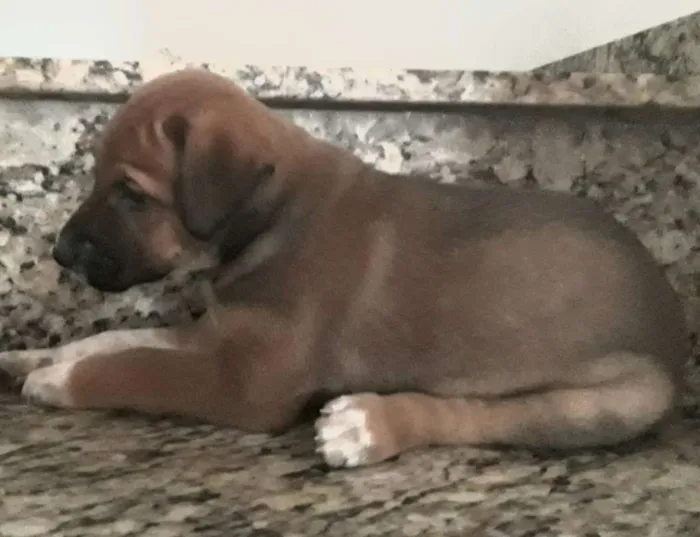 Cachorro raça  idade Abaixo de 2 meses nome Sem nomes